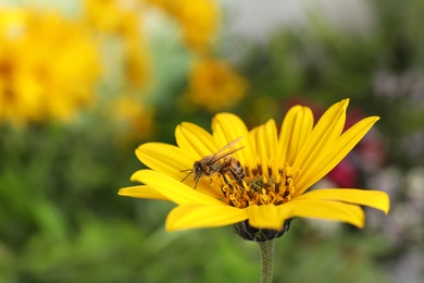 Photo of Beautiful flower with honeybee on blurred background