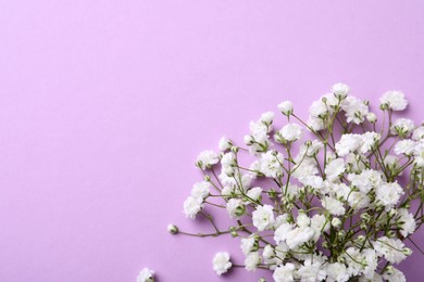 Beautiful gypsophila flowers on violet background, top view. Space for text