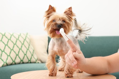 Photo of Man brushing dog's teeth on wooden table, closeup