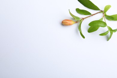 Photo of Pomegranate branch with green leaves and bud on white background, top view. Space for text