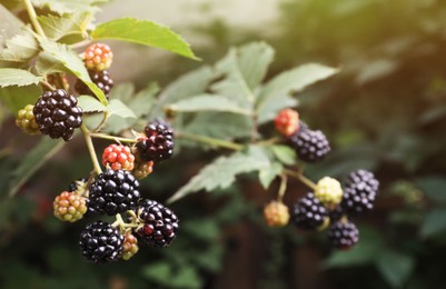 Photo of Branches with blackberries on bush in garden, closeup