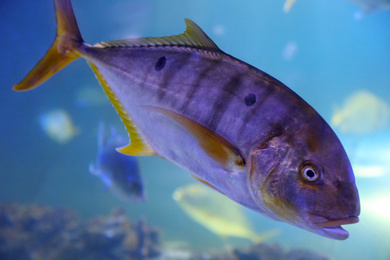 Tuna fish swimming in clear aquarium water