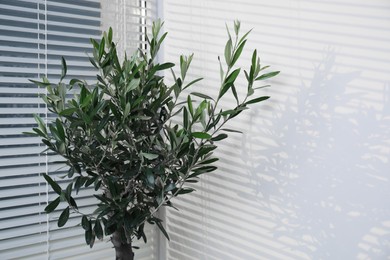 Photo of Beautiful young olive tree near window indoors. Interior element