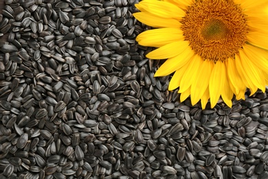 Sunflower seeds and flower as background
