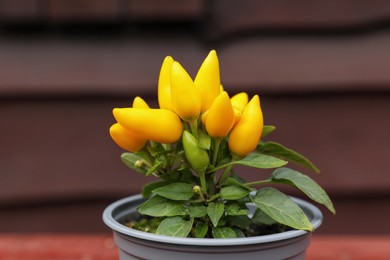 Capsicum Annuum plant. Potted yellow chili pepper outdoors on blurred background, closeup