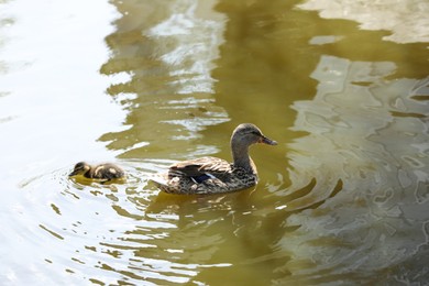 Little duckling with mother in pond. Baby animals