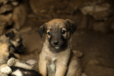 Photo of Homeless puppy in abandoned house. Stray baby animal