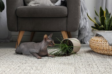 Sphynx cat near overturned houseplant on carpet at home