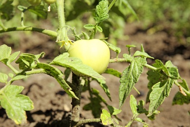 Green plant with unripe tomatoes in garden