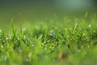 Beautiful green grass with dew on nice sunny morning, closeup