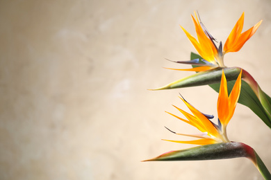 Bird of Paradise tropical flowers on beige background, closeup. Space for text