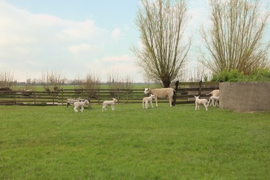 Beautiful sheep with cute lambs on green field