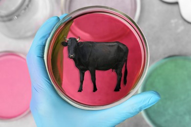 Scientist holding Petri dish with small cow over table, top view. Cultured meat concept 