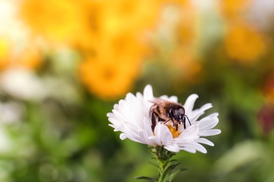 Beautiful flower with honeybee on blurred background