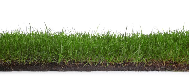 Soil with green grass on white background