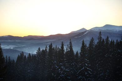 Picturesque view of conifer forest covered with snow at sunset