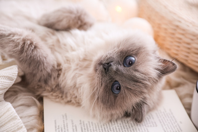 Birman cat and book on rug at home, closeup. Cute pet
