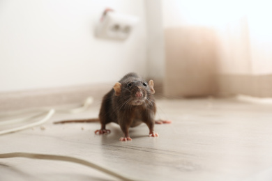 Brown rat on floor indoors. Pest control