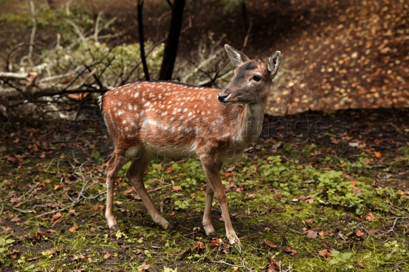 Cute doe in forest on autumn day