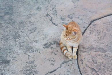 Lonely stray cat on stone surface outdoors, space for text. Homeless pet