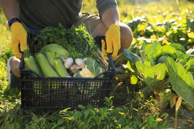 Man harvesting different fresh ripe vegetables on farm, closeup