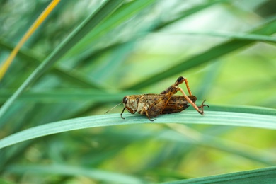 Grasshopper sitting on green grass in garden