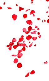 Flying fresh red rose petals on white background