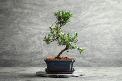 Japanese bonsai plant on grey stone table. Creating zen atmosphere at home