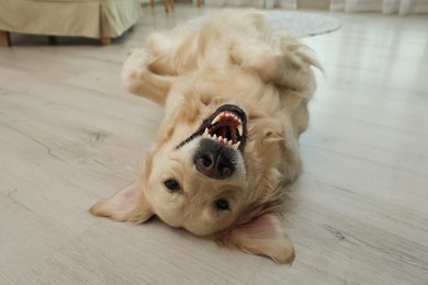 Adorable Golden Retriever dog lying on floor indoors