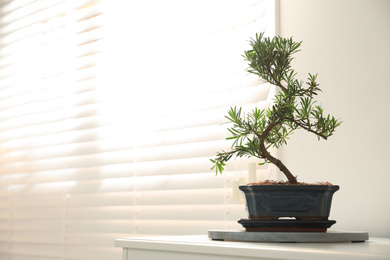 Japanese bonsai plant near window indoors, space for text. Creating zen atmosphere at home