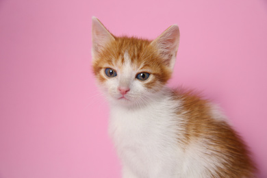 Cute little kitten on pink background, closeup. Baby animal