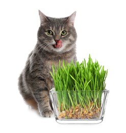 Adorable cat and glass bowl with fresh green grass on white background