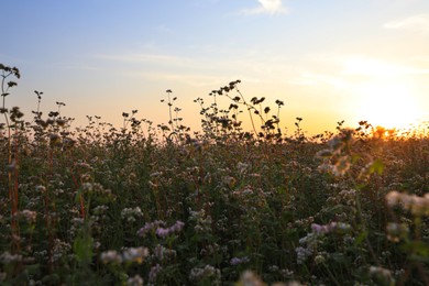 Beautiful view of blossoming buckwheat field at sunset