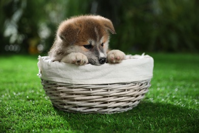 Cute Akita Inu puppy in wicker basket on green grass outdoors