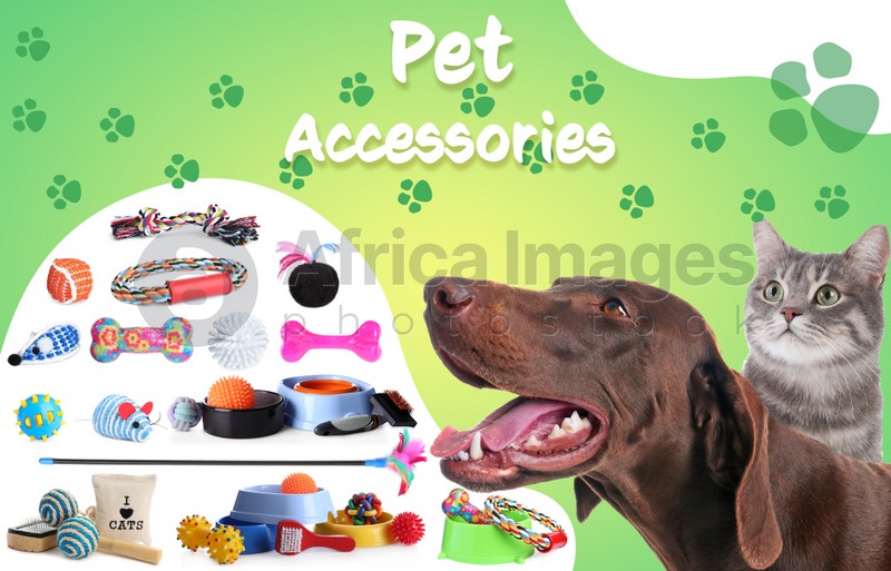 Advertising poster design for pet shop. Cute dog with cat and different accessories on color background