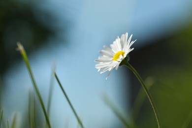 Beautiful tender daisy flower growing outdoors, closeup. Space for text