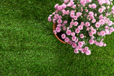 Photo of Beautiful chrysanthemum flowers on green grass, top view. Space for text