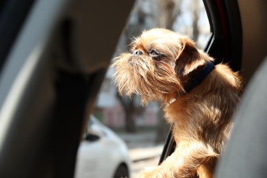 Adorable little dog looking out from car window. Exciting travel