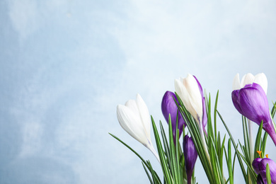 Photo of Beautiful crocus flowers on light blue background, space for text. Springtime