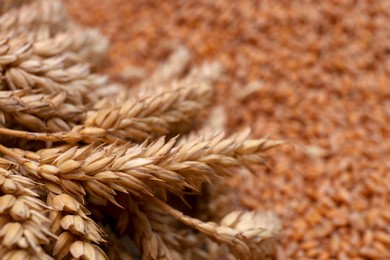 Bunch of spikelets on wheat grains, closeup