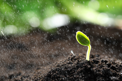 Sprinkling water on little green seedling in soil, closeup. Space for text
