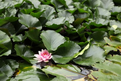 Pond with beautiful lotus flower and leaves