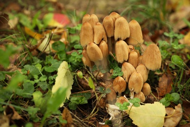 Small mushrooms growing in forest, closeup. Picking season