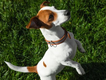 Beautiful Jack Russell Terrier in dog collar with metal tag on green grass outdoors