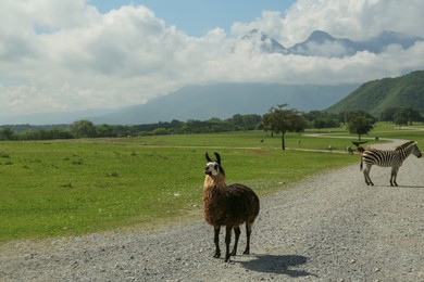 Beautiful fluffy llama on road in safari park