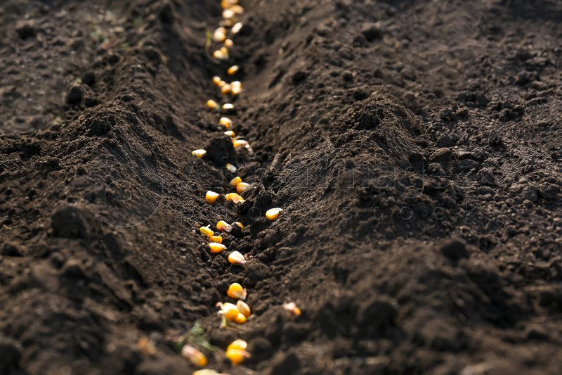 Photo of Corn seeds in fertile soil. Vegetables growing