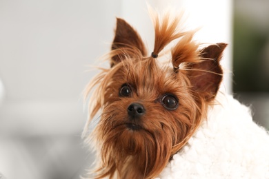 Photo of Adorable Yorkshire terrier under plaid. Happy dog