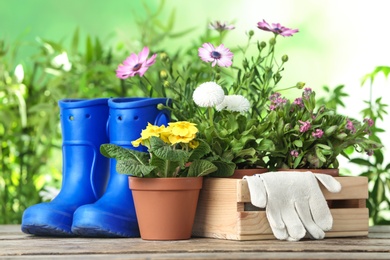 Potted blooming flowers and gumboots on wooden table. Home gardening