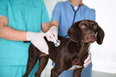 Photo of Professional veterinarians examining dog in clinic, closeup