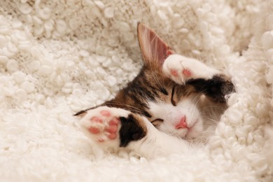 Cute kitten sleeping on soft plaid. Baby animal
